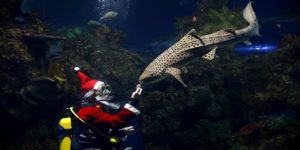 Ένας Άγιος Βασίλης και για τον... καρχαρία
