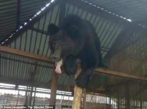 Αρκούδα ακρωτηρίασε το χέρι επισκέπτριας σε ζωολογικό κήπο (pics)