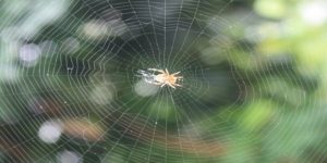 Πώς οι αράχνες μπορούν να αφανίσουν τους ανθρώπους σε ένα χρόνο