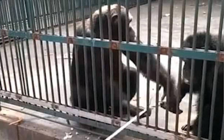 Χιμπατζής κλέβει selfie stick και η σύντροφός του το επιστρέφει
