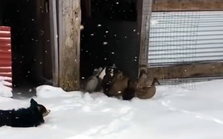 Πώς αντιδρούν πάπιες που βγαίνουν στο χιόνι για πρώτη φορά