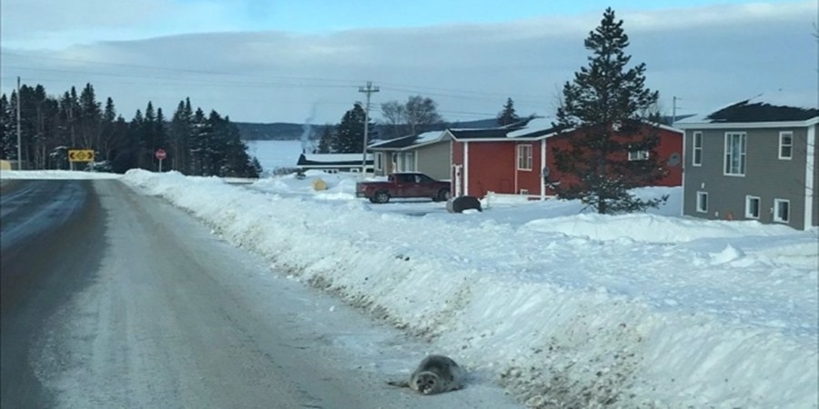 Φώκιες εισέβαλαν σε χωριό στον Καναδά