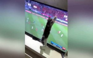 Γάτα παλεύει να πιάσει την μπάλα από την τηλεόραση