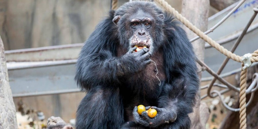 Επισκέπτες ζωολογικού έδωσαν ναρκωτικά σε χιμπατζή
