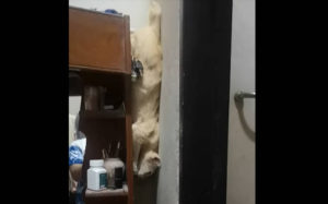Πώς κατεβαίνει μια γάτα το ράφι