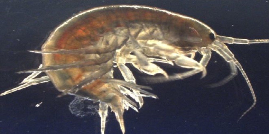 Επιστήμονες βρήκαν κοκαΐνη μέσα σε γαρίδες που ζουν σε ποτάμια