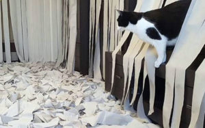 Πώς αντιδρά μια γάτα σε ένα σπίτι γεμάτο με χαρτιά υγείας