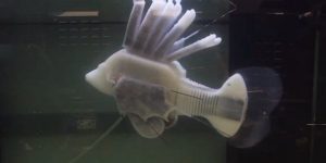 Το πρώτο ρομποτικό ψάρι που κινείται με συνθετικό αίμα (vid)