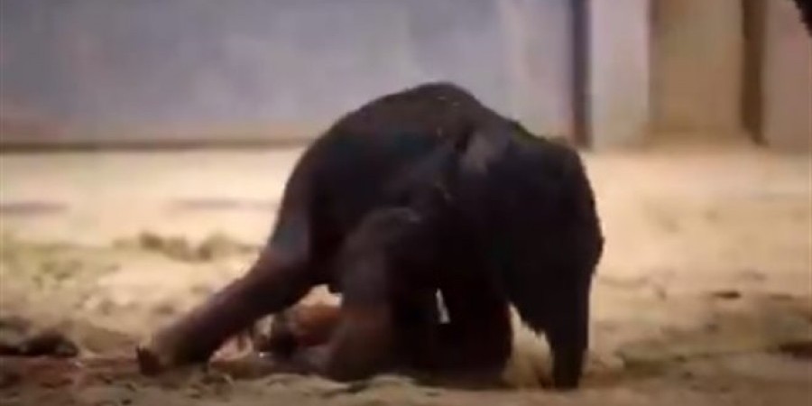 Πρώτα βήματα για ελεφαντάκι σε ζωολογικό κήπο στο Βέλγιο (video)