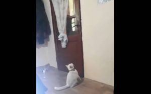 Η γάτα που ξέρει να ανοίγει την πόρτα