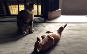 Σκύλος προσπαθεί να πιάσει φιλία με γάτα