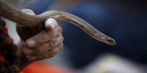 Άνδρας δάγκωσε φίδι και το σκότωσε- Νοσηλεύεται κρίσιμα