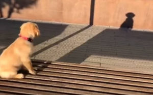 Η αντίδραση ενός σκύλου που βλέπει πρώτη φορά τη σκιά του