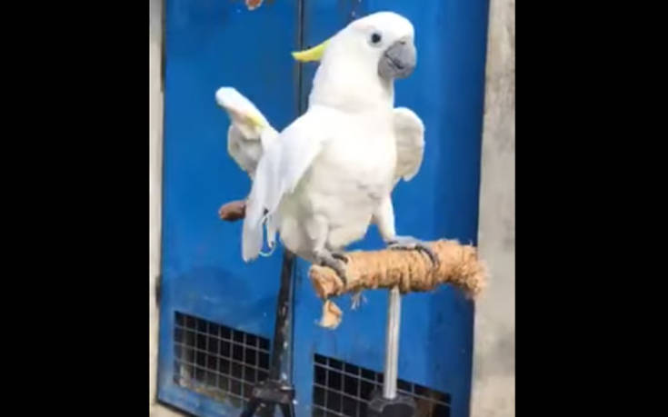 Οι παπαγάλοι που γαβγίζουν