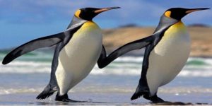 Zευγάρι ομοφυλόφιλων πιγκουίνων κλωσσούν ένα αυγό (vid)