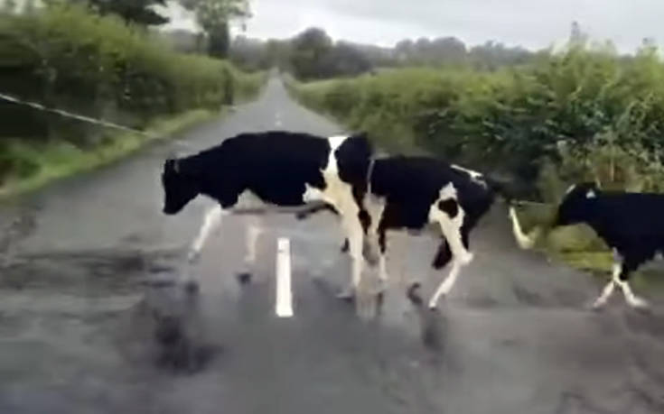 Αγελάδες βλέπουν τη διαγράμμιση δρόμου… σαν εμπόδιο