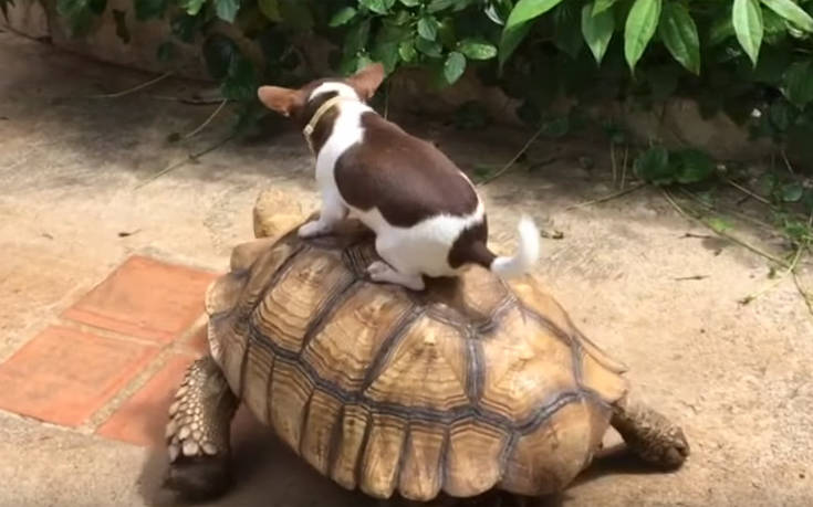 Σκύλος πάει βόλτα πάνω σε χελώνα