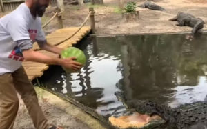 Αλιγάτορας διαλύει καρπούζι με μία δαγκωνιά
