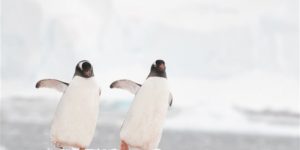 Zευγάρι θηλυκών πιγκουίνων αναθρέφει το πρώτο «άφυλο» πιγκουινάκι
