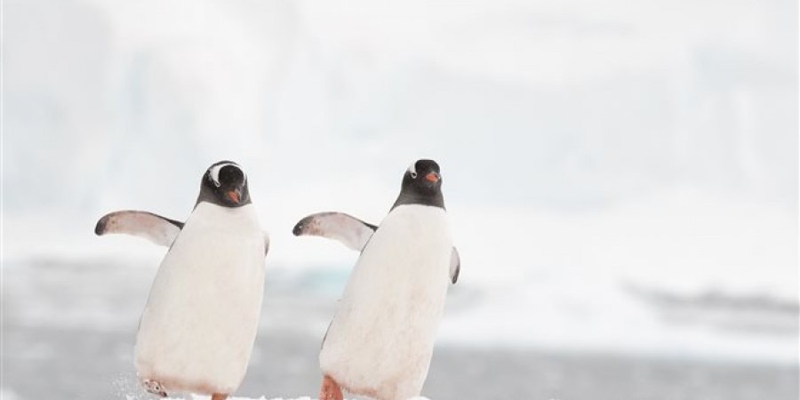 Zευγάρι θηλυκών πιγκουίνων αναθρέφει το πρώτο «άφυλο» πιγκουινάκι
