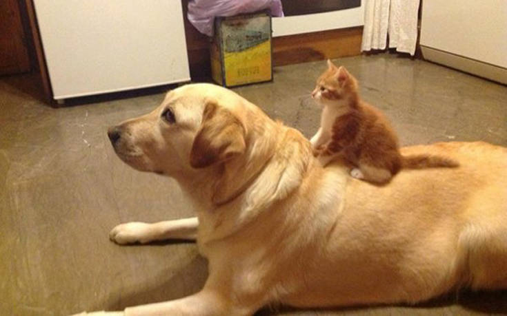 Γάτες δείχνουν σε σκύλους ποιος είναι το αφεντικό
