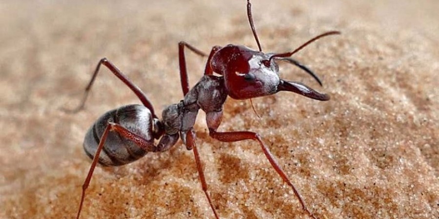 Ανακοινώθηκε το ρεκόρ ταχύτητας μυρμηγκιού