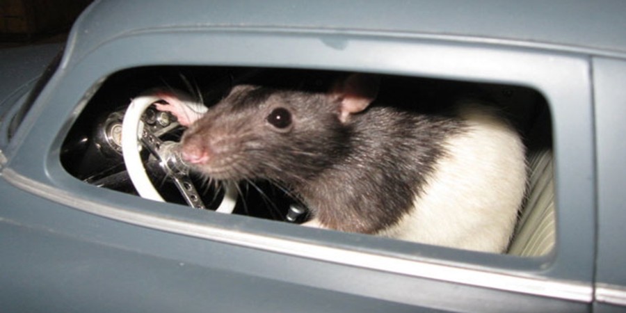 Ερευνητές έμαθαν σε ποντίκια να οδηγούν πολύ μικρά αυτοκίνητα