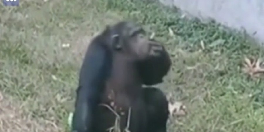 Τουρίστας πέταξε τσιγάρο σε κλουβί χιμπατζή και αυτός το κάπνισε (VIDEO)