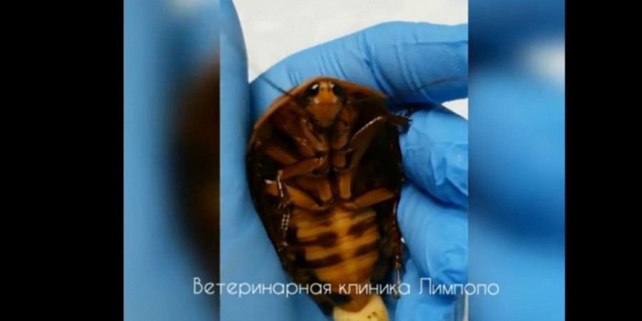 Ρώσοι κτηνίατροι υπέβαλαν σε επιτυχή επέμβαση μια κατσαρίδα
