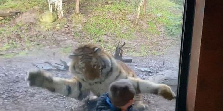 Καρέ–καρέ η επίθεση τίγρη σε παιδάκι σε ζωολογικό κήπο (video)