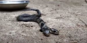 Σπάνιο δικέφαλο φίδι προκαλεί πανικό (BINTEO)