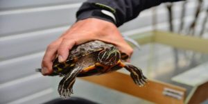Κορωνοϊός: Πρόστιμο σε 60χρονη που έβγαλε βόλτα τη... χελώνα της