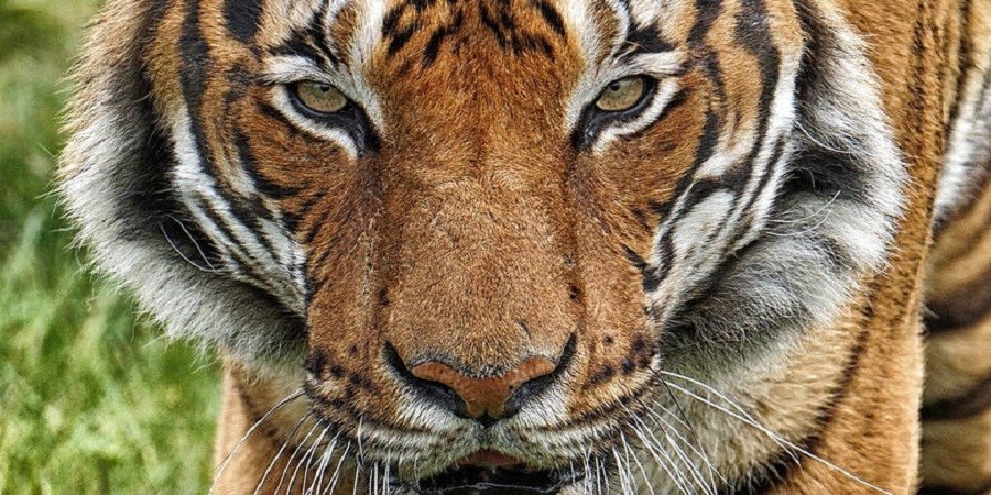 Θετική στον κορωνοϊό μια τίγρης - Την κόλλησε φύλακας ζωολογικού κήπου