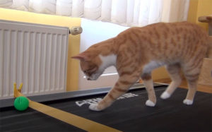 Όταν μια γάτα συναντάει έναν διάδρομο γυμναστικής