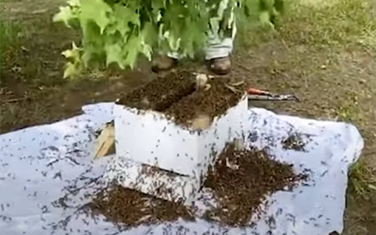 Μετακινώντας ένα σμήνος μελισσών σε νέα κυψέλη