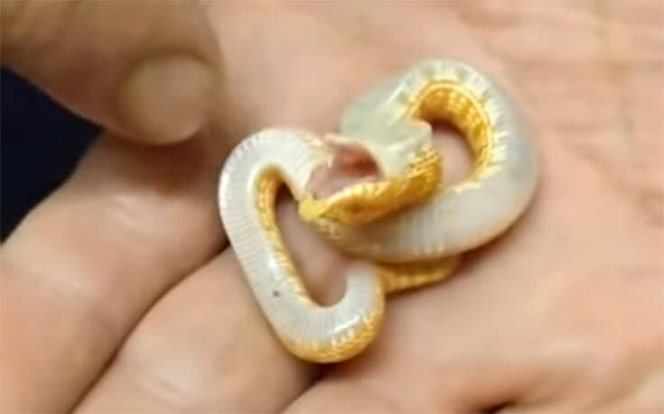 Μικρό φίδι κάνει το… ψόφιο