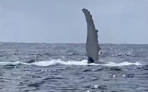 Η πιο φιλική φάλαινα που μάλλον έχεις δει τελευταία