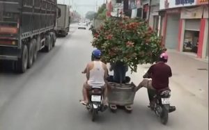 Ο πλέον ευρηματικός τρόπος για να μεταφέρεις ένα δέντρο μπονσάι