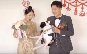 Ζηλιάρης σκύλος θέλει να διώξει τη νύφη από τις γαμήλιες φωτογραφίες – Δείτε την αστεία στιγμή