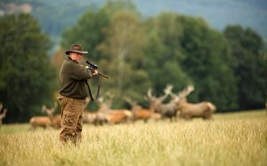 Στην Τσεχία καταζητείται… ένα ελάφι που έκλεψε την καραμπίνα ενός κυνηγού