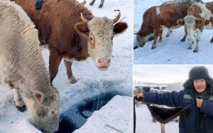 Σουτιέν έβαλαν στις αγελάδες στο πιο κρύο χωριό του κόσμου