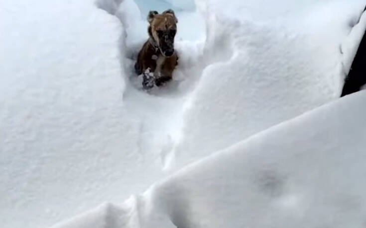 Πώς είναι η αντίδραση ενός σκύλου που βουτάει στο χιόνι