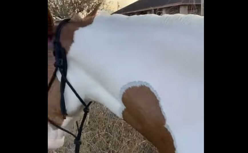 Άλογο αλλάζει κυριολεκτικά χρώμα μετά το πλύσιμο