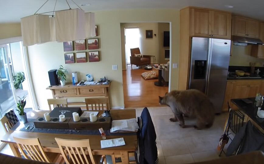 Αρκούδα μπήκε σε σπίτι αλλά έφυγε τρέχοντας… από τα τεριέ