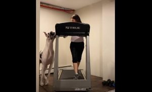 Όταν ο σκύλος σου θέλει να κάνετε παρέα διάδρομο γυμναστικής