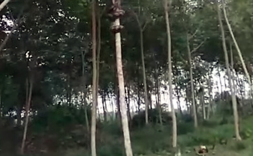 Πύθωνας… αράχνη σκαρφαλώνει σε δέντρο σε δευτερόλεπτα