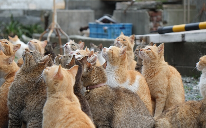 Το νησί στην Ιαπωνία όπου η αναλογία ανθρώπων-γατών είναι 1-6!