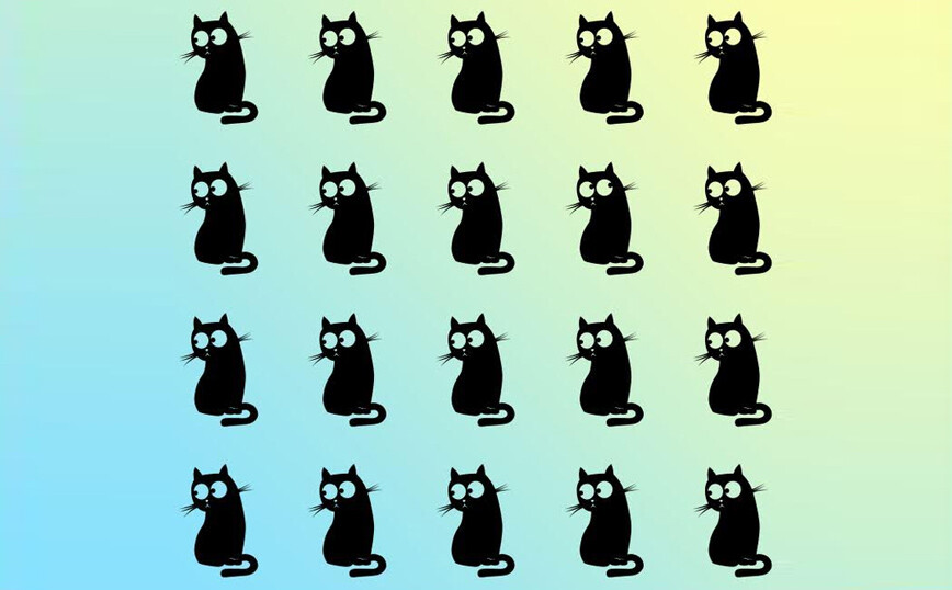 Δύσκολα βρίσκεις την διαφορετική γάτα μέσα σε 15 δευτερόλεπτα