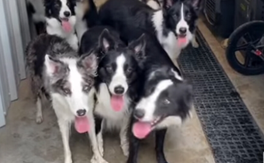 Σκύλοι με εκπαίδευση που τους έκανε viral