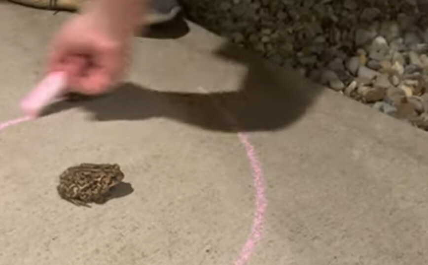 Βάτραχος αρνείται να βγει από κύκλο σχηματισμένο με κιμωλία